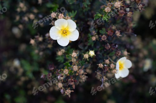 Preview: Yellow flowers with droplets among green and dry leaves, expressing freshness and transition.