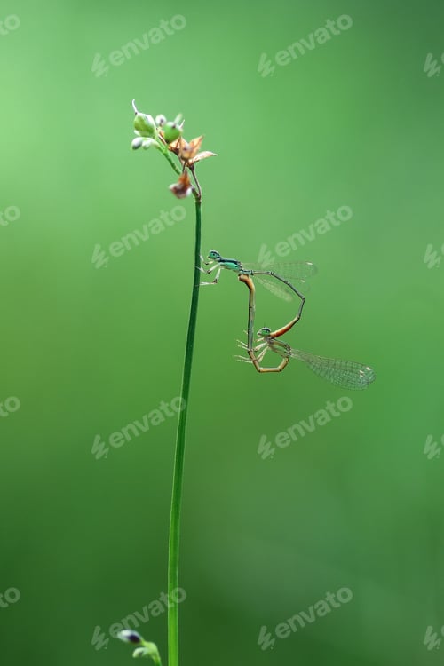 Preview: mating session of damselfly