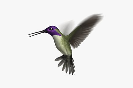Preview: Animated Costa's Hummingbird with Shimmering Plumage