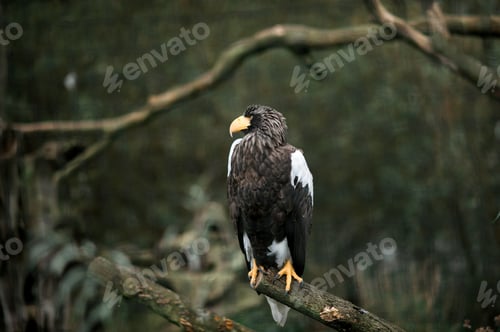 Preview: A big black eagle sits on a branch and looks away