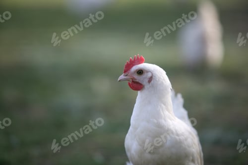 Preview: Selective focus shot of a white chicken in a farm with a blurred background