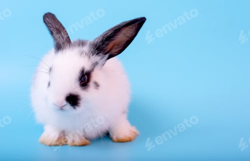 Preview: Small cute adorable and fluffy bunny rabbit with black and white pattern stay on blue background