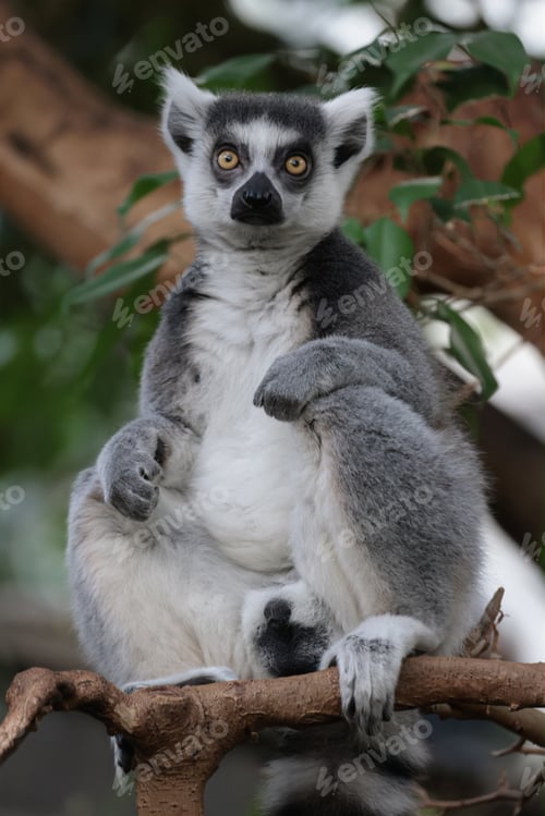 Preview: close up of an Ring-tailed lemur (Lemur Catta) close up