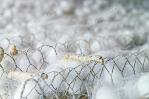 Preview: white silk cocoon, silky, fiber