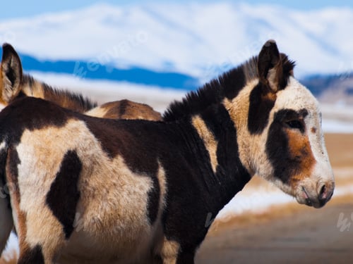 Preview: Donkey