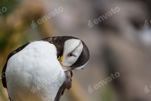 Preview: Puffin
