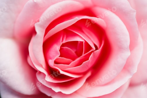 Preview: Rose bloom close-up