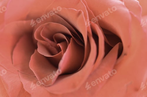 Preview: Beautiful bright red Rose Close up with many petals