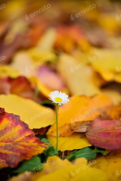 Preview: Isolated daisy flower out of dead leaves of yellow ironwood tree as resilience ability.