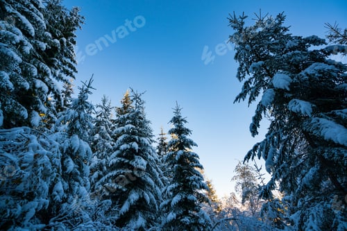 Preview: Tall dense old spruce trees grow on a snowy slope