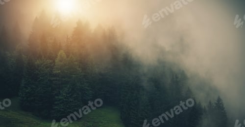 Preview: Foggy and Misty Sunrise in the Forest