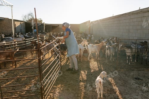 Preview: Woman feeding sheep in farm yard of village
