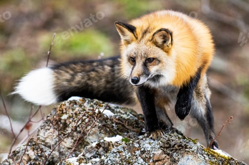 Preview: Closeup shot of an orange fox climbing on a rock
