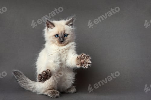 Preview: Sleepy british kitten over black background. Sweety british kitten.