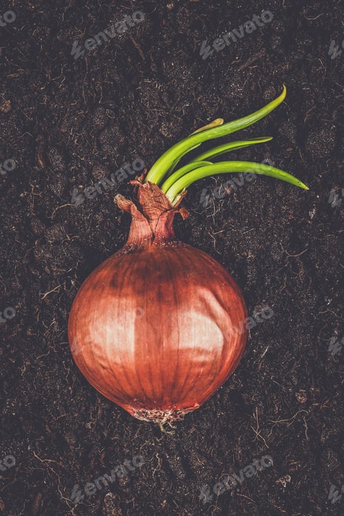 Preview: fresh sprouts of green onions