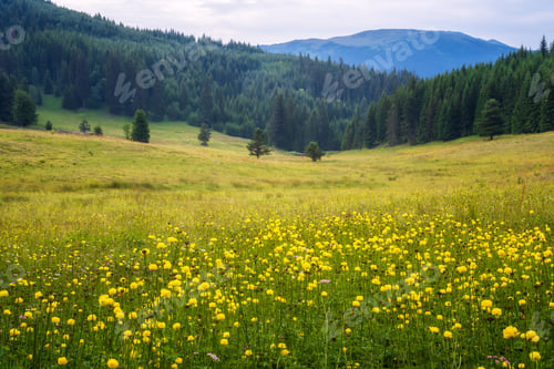 Preview: Summer mountain meadow