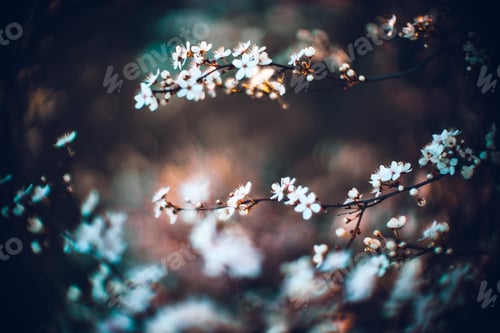 Preview: Closeup shot of a beautiful blossomed cherry tree was a beautiful spring, flowery background