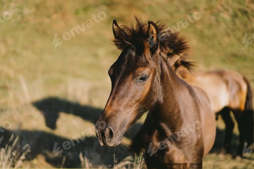 Preview: Horse running and standing in tall grass