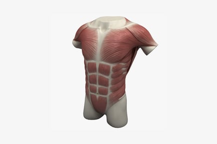 Preview: Lateral view of muscled mannequin torso