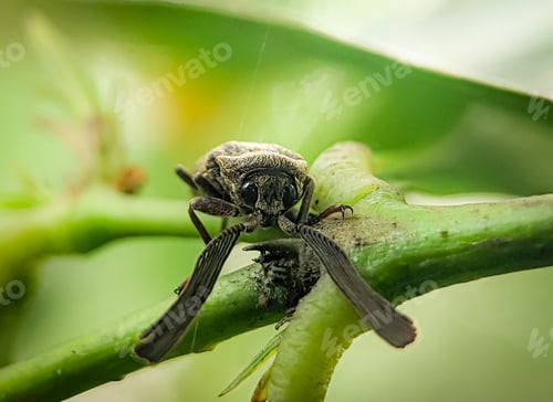 Preview: Callirhipis is a genus of beetles in the family Callirhipidae.