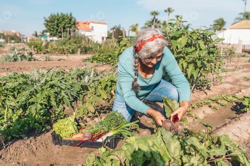 Preview: Senior woman harvesting organic beets in vegetable garden placing vegetables into crate
