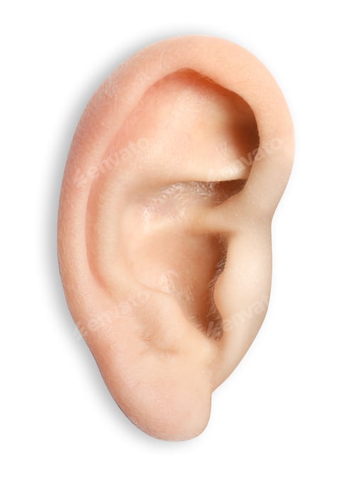 Human ear isolated on white, closeup view