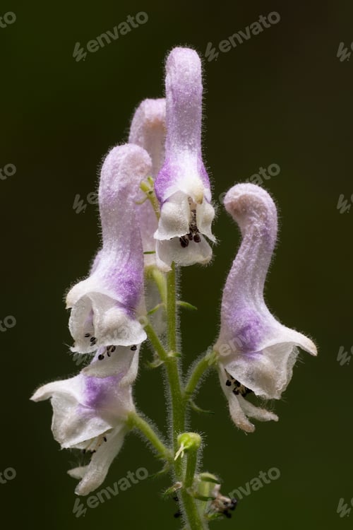 Preview: White Monkshood (Aconitum Alboviolaceum).