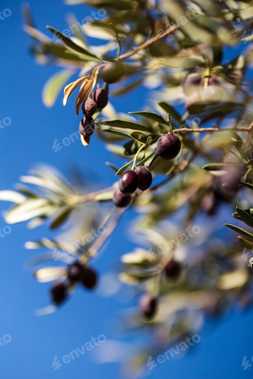 Preview: Closeup view photography of organic olive trees with ripening olives at sunny blue sky background