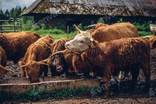 Preview: Herd of brown bulls drinking water from the ditch