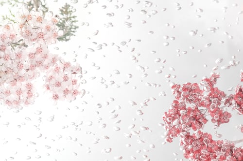 Preview: Pink yarrow flowers with air bubbles