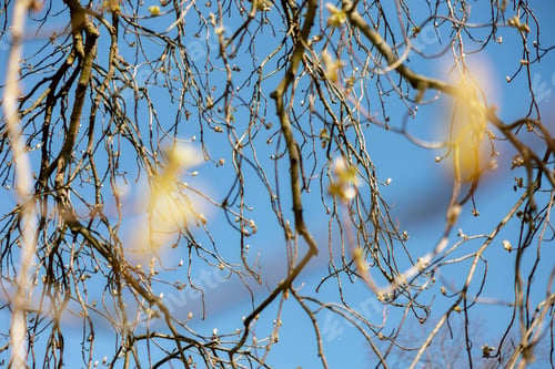 Preview: Buds spread on the tree. End of winter, plants are preparing to spread the leaves. Twigs in spring