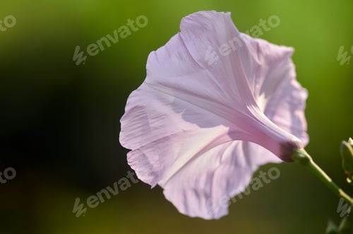 Preview: Close-up of the pink flower