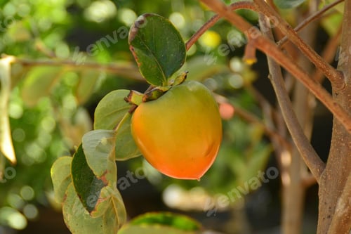 Preview: Fruit hanging on a tree branch, nature, garden, growing fruit