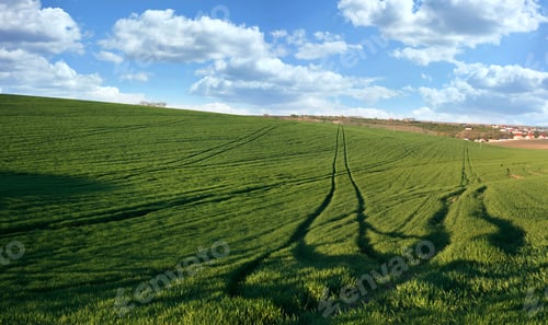 Preview: green field of winter wheat with traces of agricultural machinery, early spring