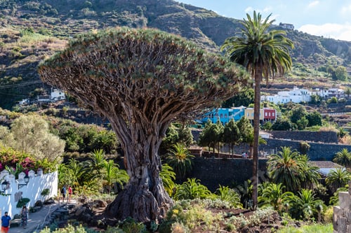 Preview: Drago Milenario tree in Icod de los Vinos in Tenerife