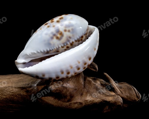 Preview: Cypraea tigris, or the tiger cowrie on driftwood black background