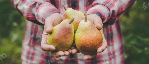 Preview: A man gardener holds a harvest of pears in his hands. Selective focus.