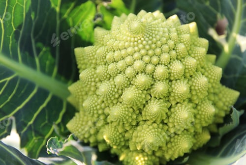 Preview: Romanesco cauliflower