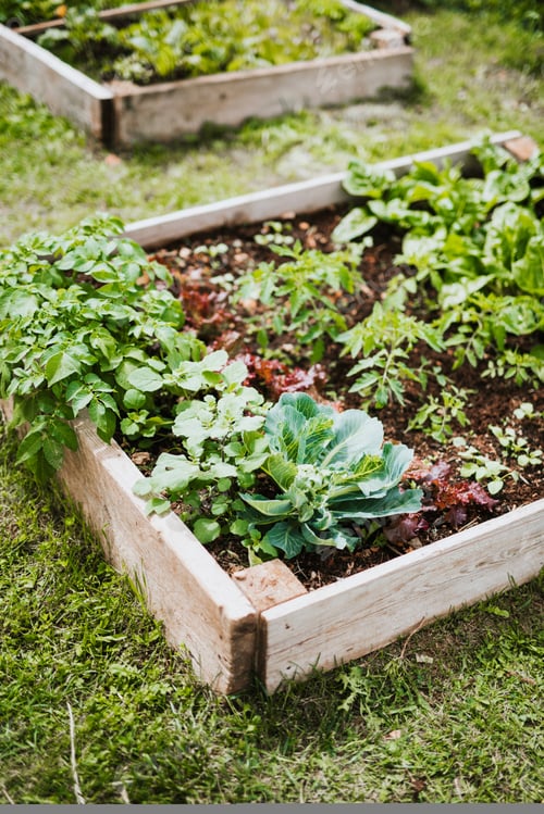 Preview: Raised beds