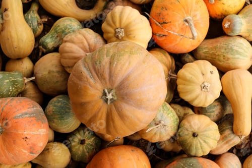 Preview: Many pumpkins as autumn background