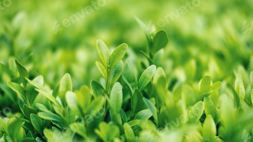 Preview: Green and lush grass, close up