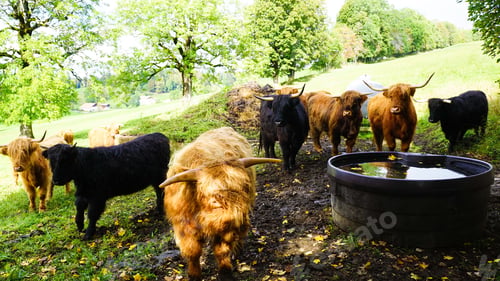 Preview: Herd of different colored yaks in a farm