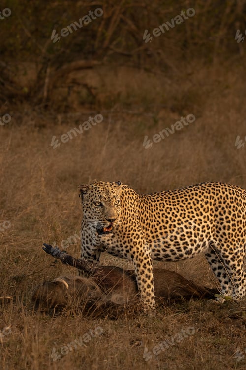 Preview: Leopard with Prey in Tall Dry Grass