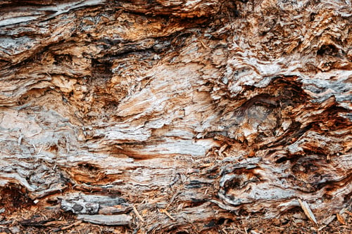 Preview: Tree Bark pattern texture background, Close Up of Bark Inner Tree Stump. Old tree bark trunk