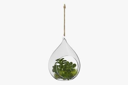 Preview: Teardrop Glass Terrarium with Succulent