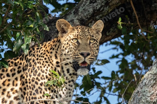 Preview: A close-up portrait of a male leopard, Panthera pardus.