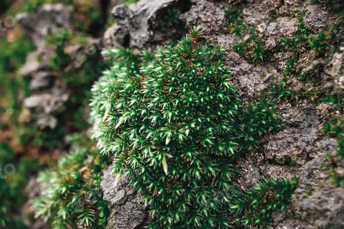 Preview: Moss growing on stones