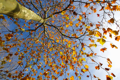 Preview: Autumn Leaves on Tall Tree against Blue Sky