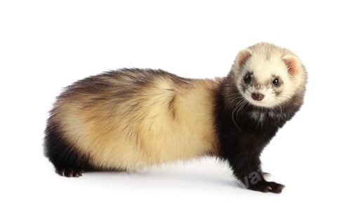 Preview: Cute ferret on white background. Domestic pet