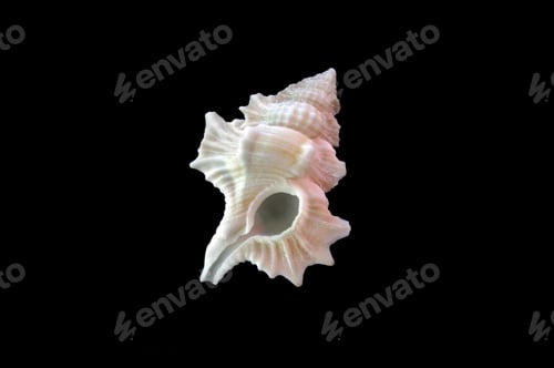 Preview: Sea shell